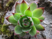 /album/fleur-ii/a2009-07-08-montemont-8-1-jpg1/